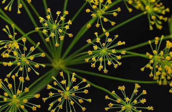 Gut-Friendly Herbs and Spices