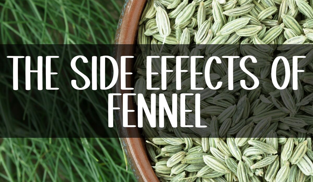 Fennel Seeds Side Effects For Females - a photo of fennel seeds