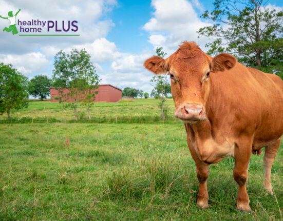 The Recent Raw Milk Outbreak. Media Scare Tactics or Legitimate Concern?