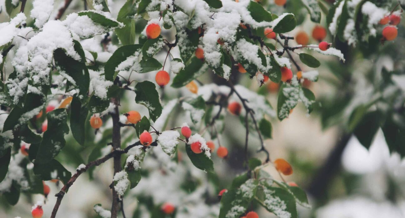 Gifts from the Kitchen