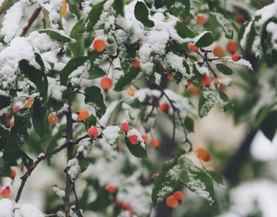 Gifts from the Kitchen