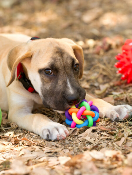Hidden Plastics in Pet Products: What Every Pet Parent Should Know
