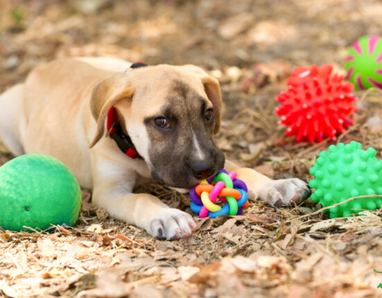 Hidden Plastics in Pet Products: What Every Pet Parent Should Know