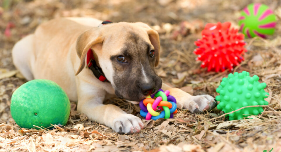 Hidden Plastics in Pet Products: What Every Pet Parent Should Know