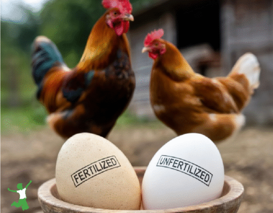 fertilized and unfertilized chicken eggs in bowl with hen and rooster