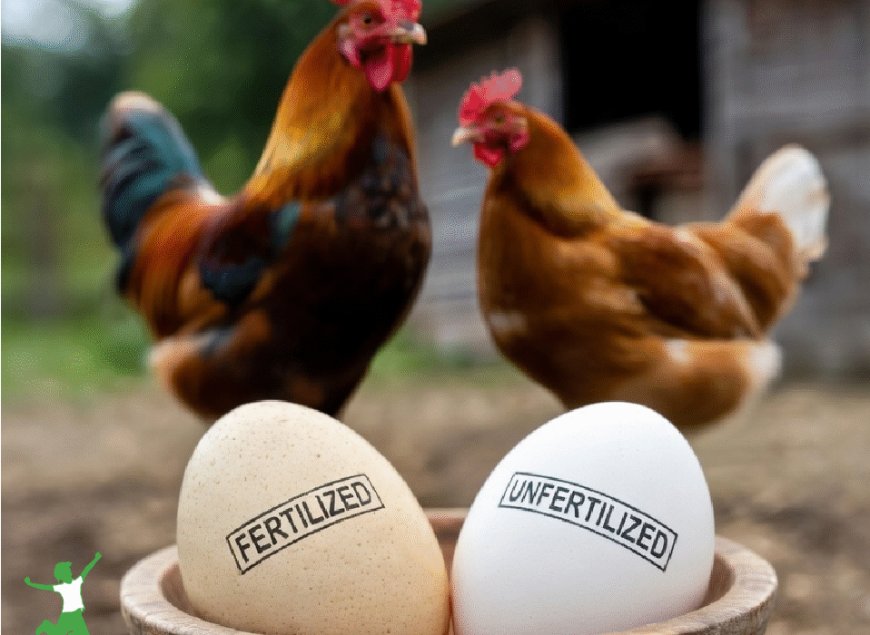 fertilized and unfertilized chicken eggs in bowl with hen and rooster